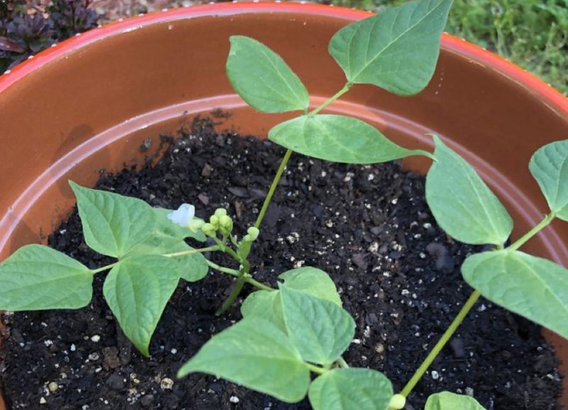 Keep Seeds Moist Until Germination Keep Seeds Moist Until Germination