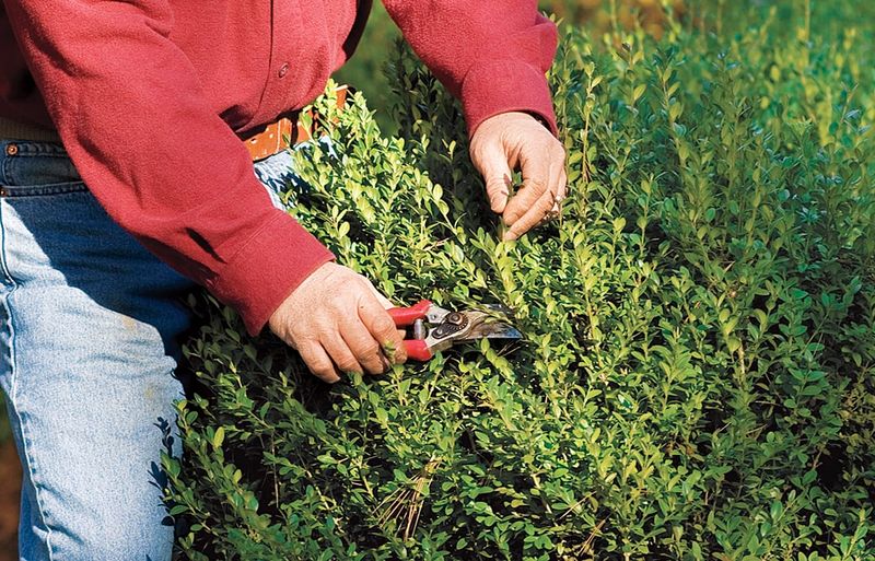 Keep Shrubs Trimmed Near The Porch Keep Shrubs Trimmed Near The Porch
