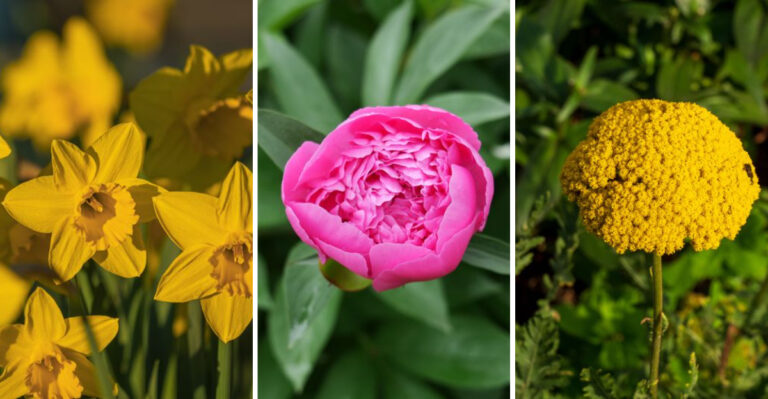 Keep Slugs Away Naturally With These Vermont Garden Favorites