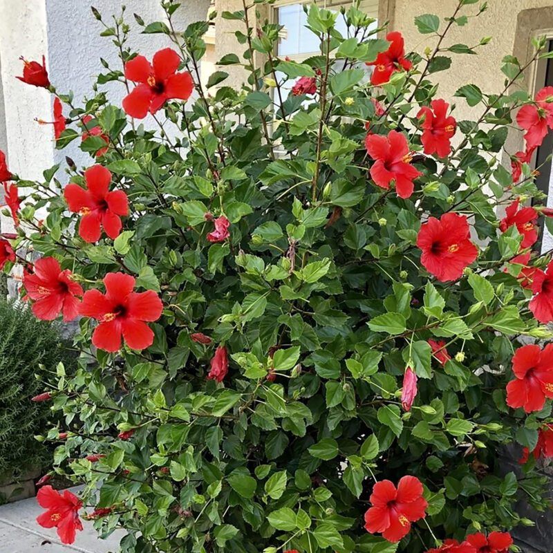 Keep Soil Evenly Moist During Heat Waves Keep Soil Evenly Moist During Heat Waves