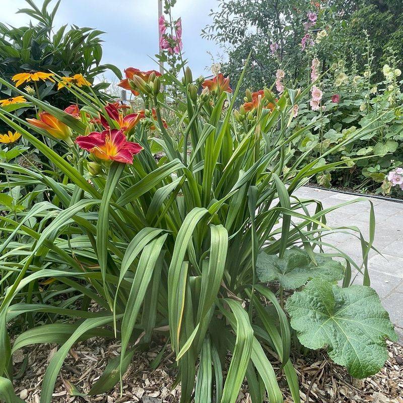 Keep Soil Moist After Dividing