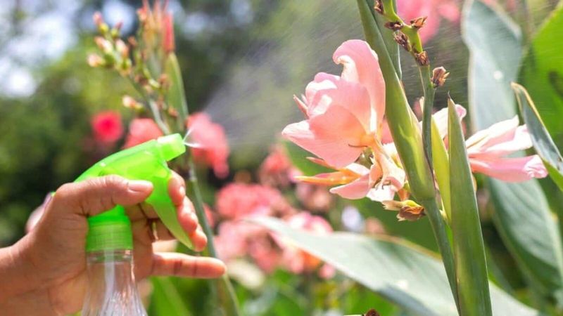 Keep Soil Moist During Hot Weather