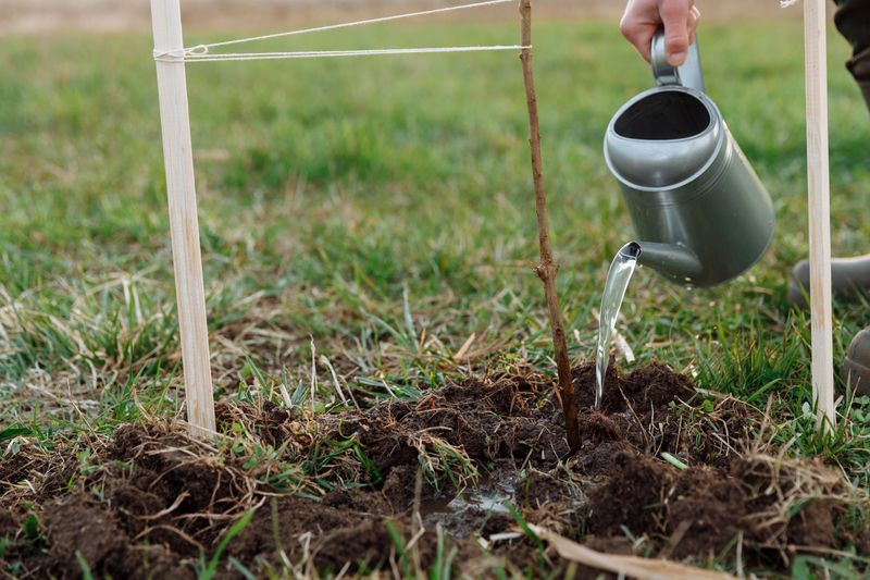 Keep Soil Moist For New Trees