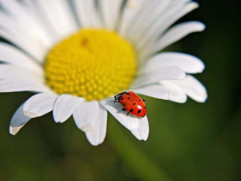 Keep Something Flowering Throughout The Growing Season Keep Something Flowering Throughout The Growing Season