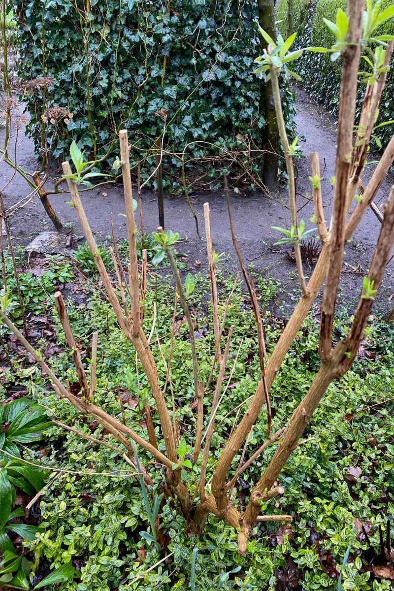 Keep Spring Pruning Separate Keep Spring Pruning Separate