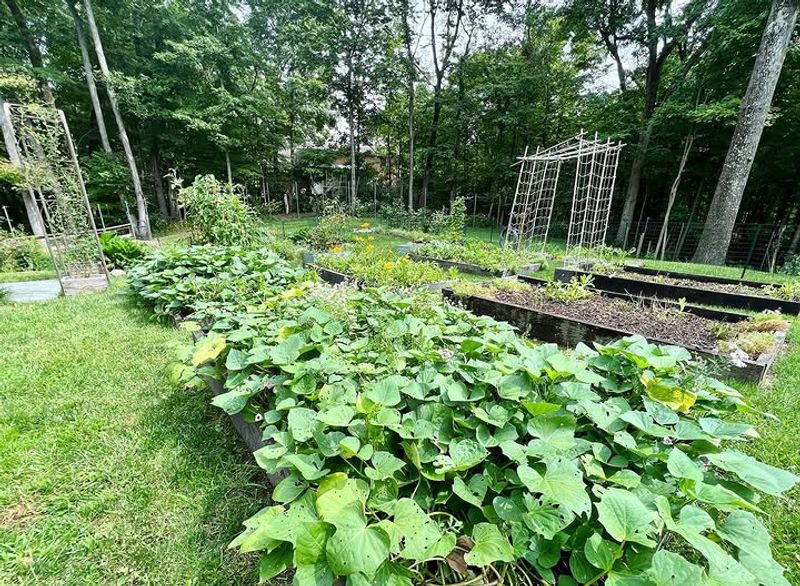 Keep The Bed Weed Free In July