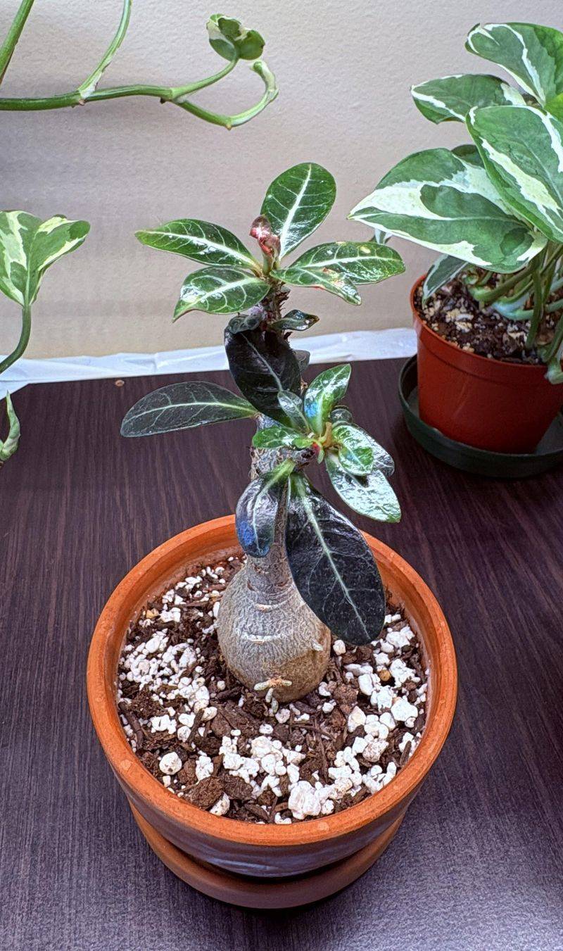 Keep The Caudex Out Of Soggy Soil