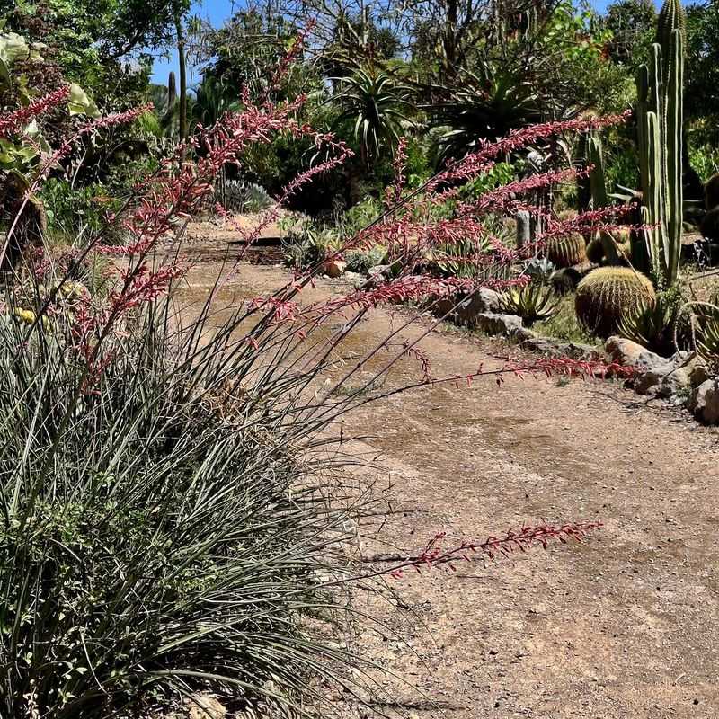 Keep The Crown Free Of Excess Mulch
