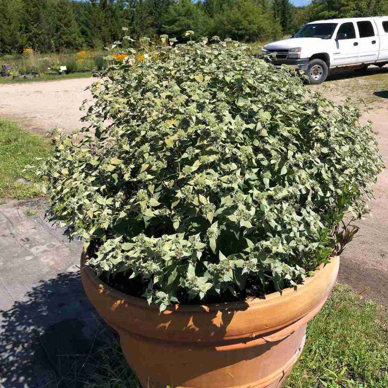 Keep The Mint In A Pot Before It Spreads Keep The Mint In A Pot Before It Spreads