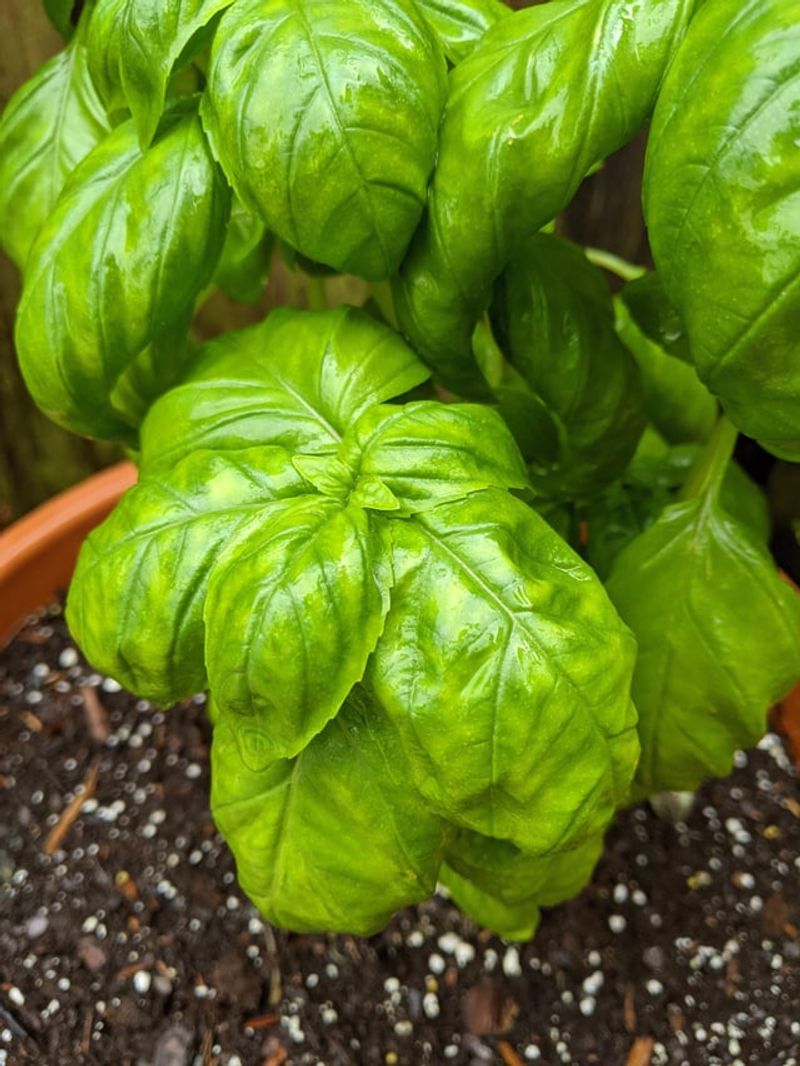 Keep The Root Zone Consistently Moist Keep The Root Zone Consistently Moist