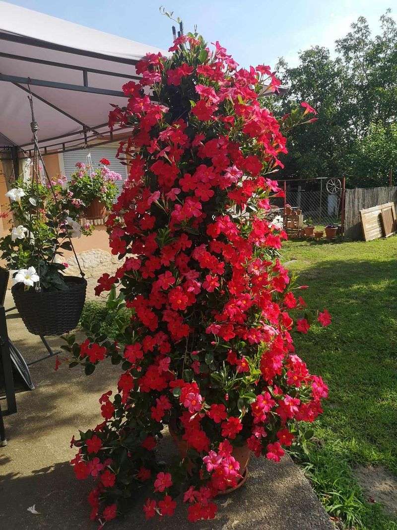 Keep The Soil Well Drained