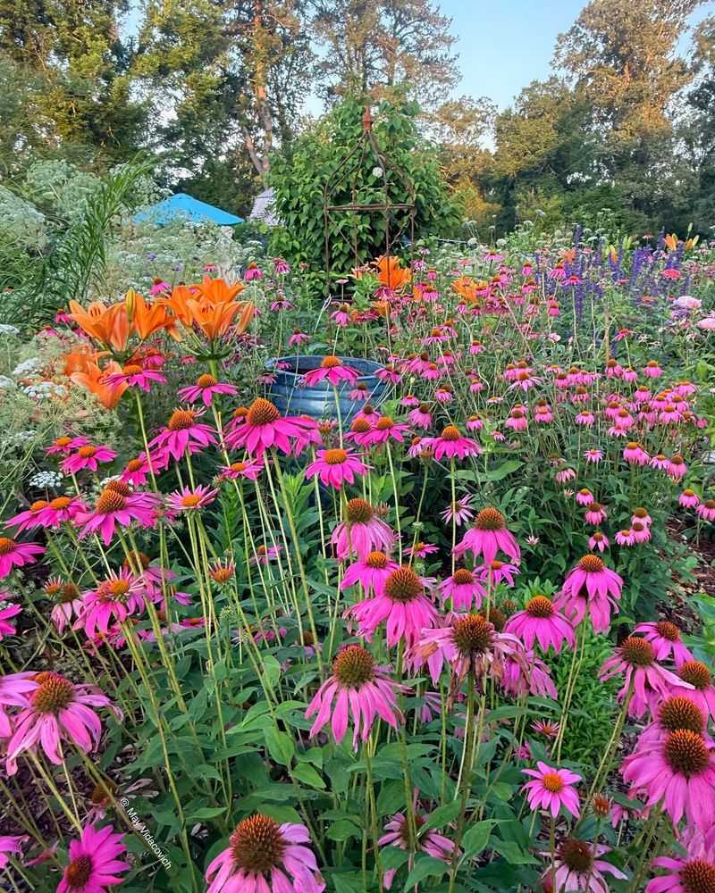 Keep The Soil Well Drained After Bloom Keep The Soil Well Drained After Bloom