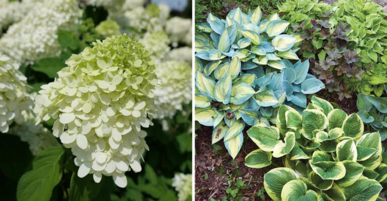 Keep These 13 Plants Away From Your Blueberries Before They Quietly Undo All Your Effort
