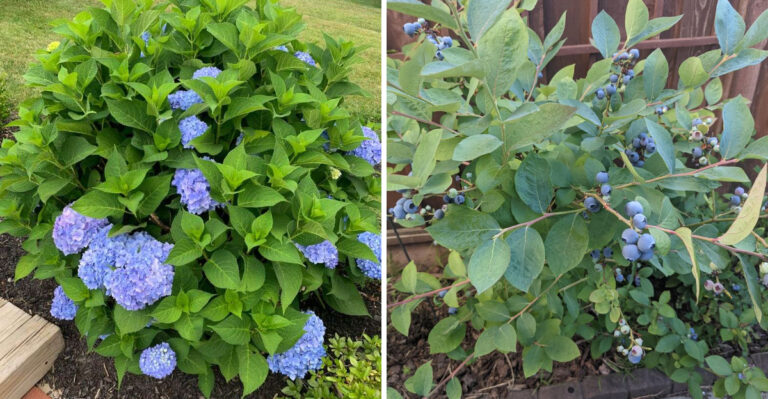 Keep These 8 Plants Away From Oregon Lavender Beds