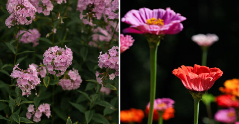 Keep These 8 Wisconsin Flowers Blooming Until Frost With A Simple July Trim