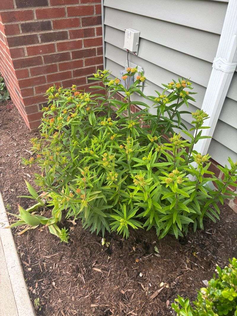 Keep Tropical Milkweed Out Of The Plan