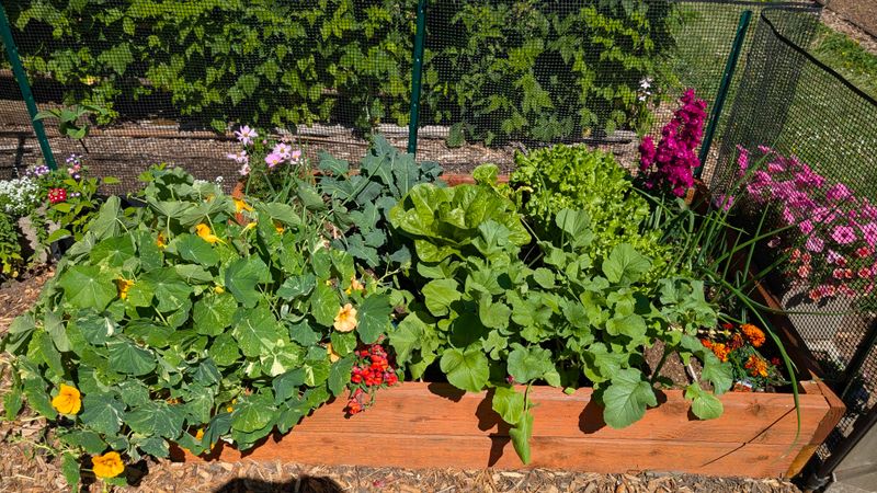 Keep Vegetable Beds Producing Keep Vegetable Beds Producing
