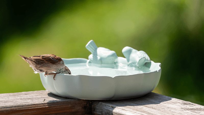 Keep Water Clean And Refilled Often Keep Water Clean And Refilled Often