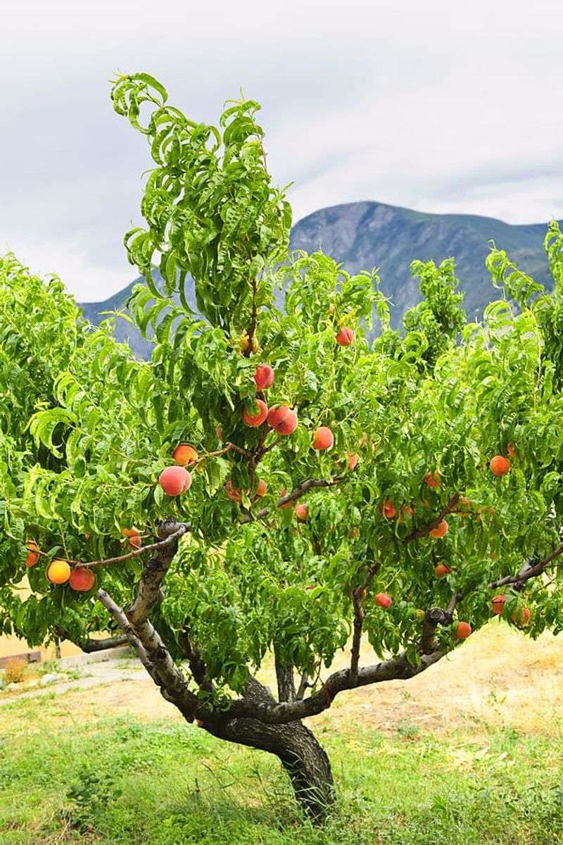 Keep Watering After Harvest During Drought Keep Watering After Harvest During Drought