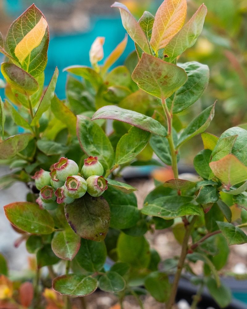 Keep Watering After The Last Berry Keep Watering After The Last Berry