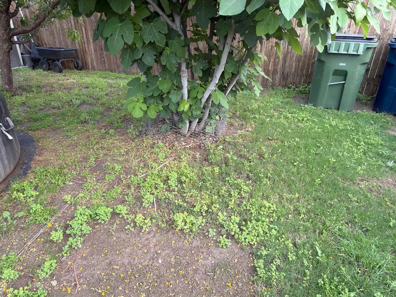 Keep Weeds And Grass Away From The Tree Keep Weeds And Grass Away From The Tree
