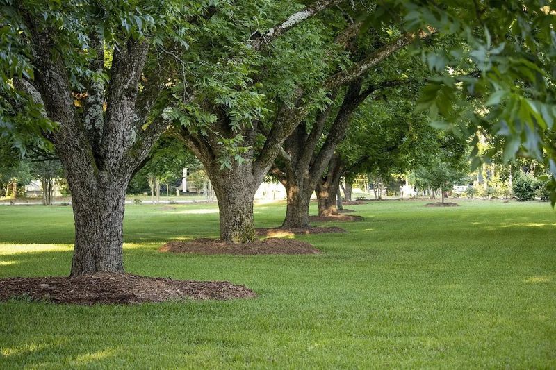 Keep Weeds And Tall Grass Managed Around Trees Keep Weeds And Tall Grass Managed Around Trees