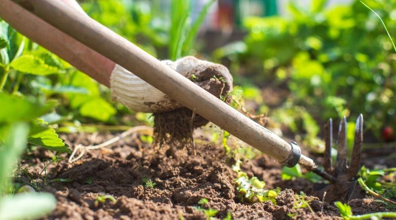 Keep Weeds Away From Blueberry Roots Keep Weeds Away From Blueberry Roots