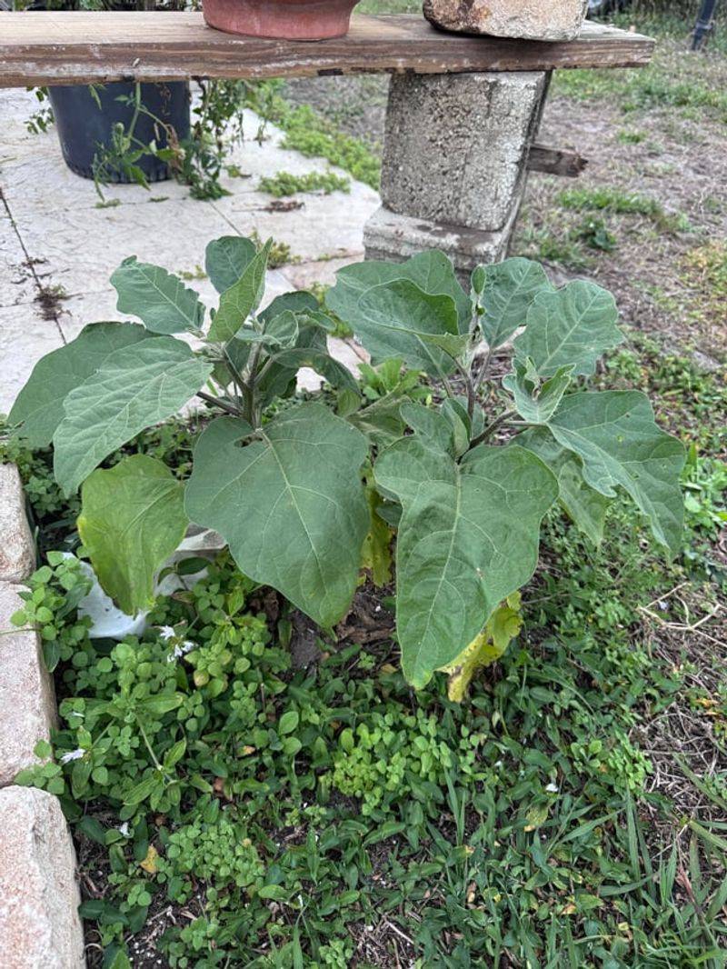 Keep Weeds Down Around The Bed Keep Weeds Down Around The Bed