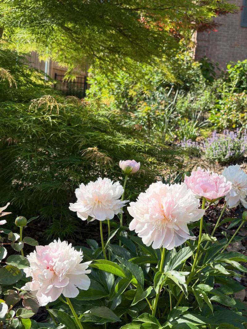 Keep Weeds From Competing For Moisture