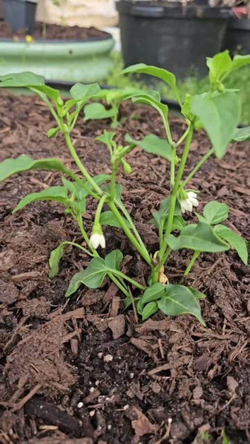 Keep Weeds From Competing With Peppers Keep Weeds From Competing With Peppers