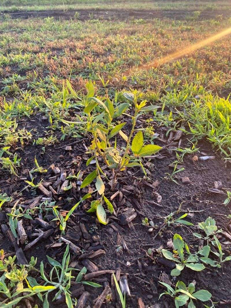 Keep Weeds Off Roots Keep Weeds Off Roots