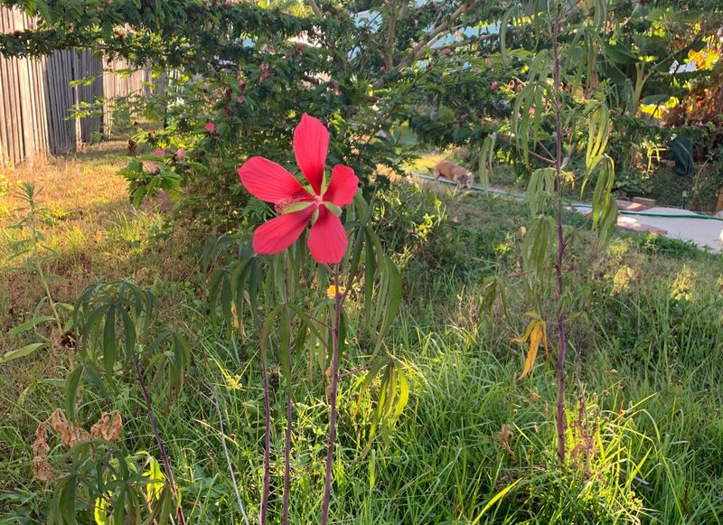 Keep Wild Borders Along Fences And Trees