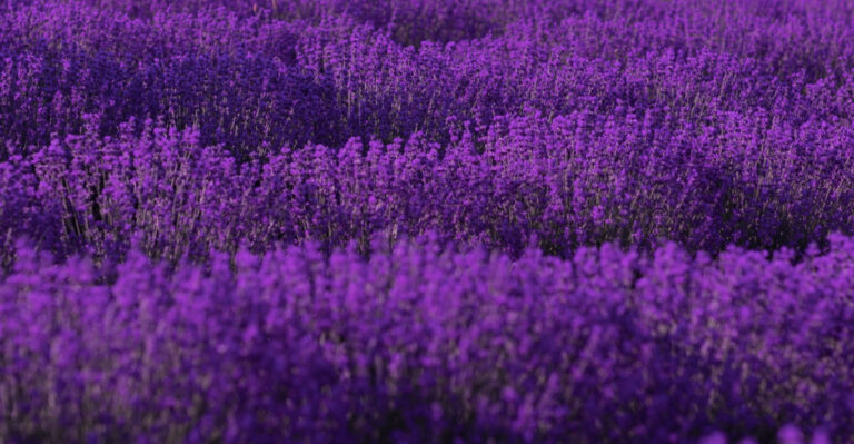 Keep Your Lavender Thriving Through An Illinois July Heatwave By Following These Simple Steps