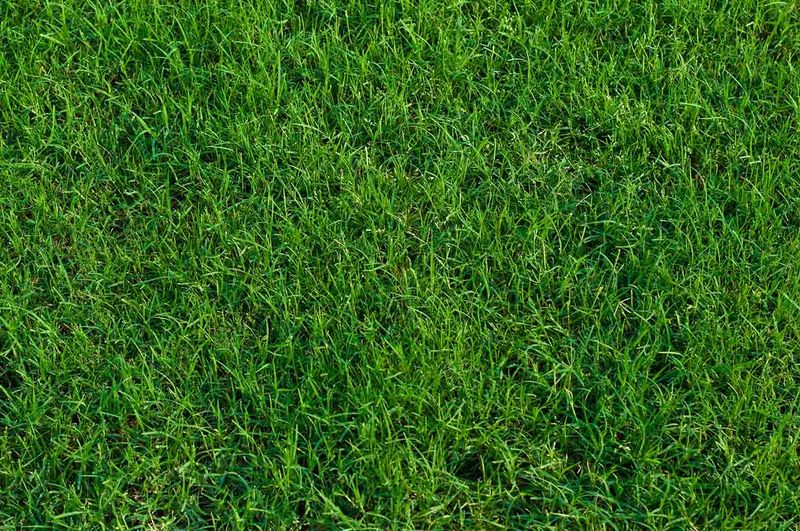 Keep Your Lawn Thick And Healthy Keep Your Lawn Thick And Healthy