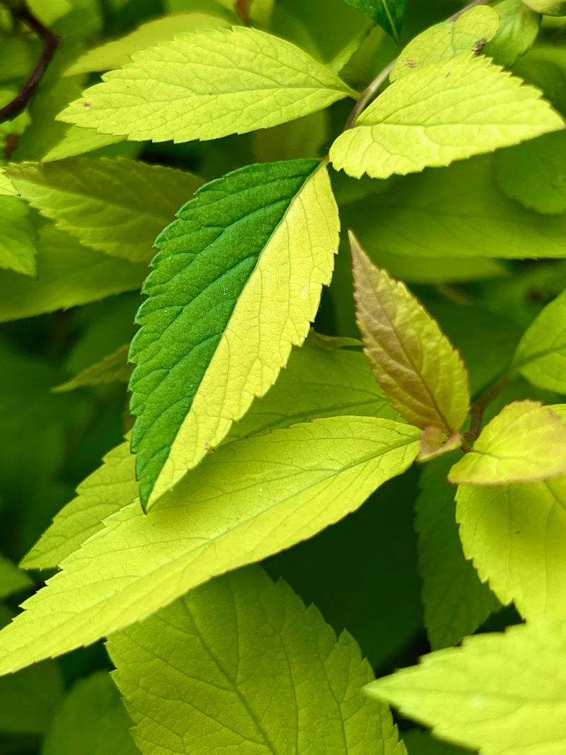 Keeping Chlorosis From Coming Back Next Season Keeping Chlorosis From Coming Back Next Season