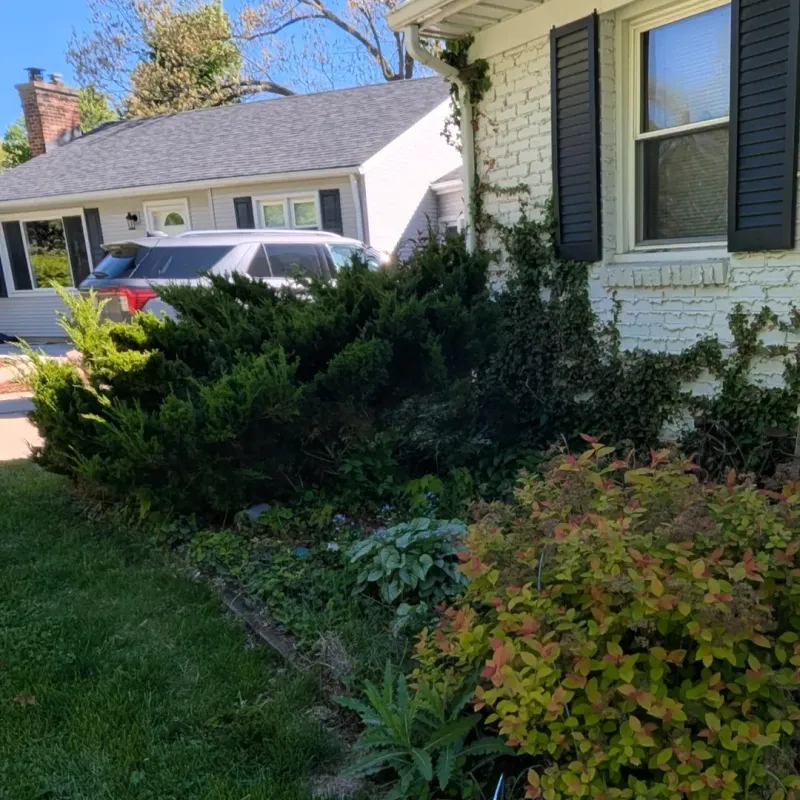 Keeping Junipers Too Close To Windows