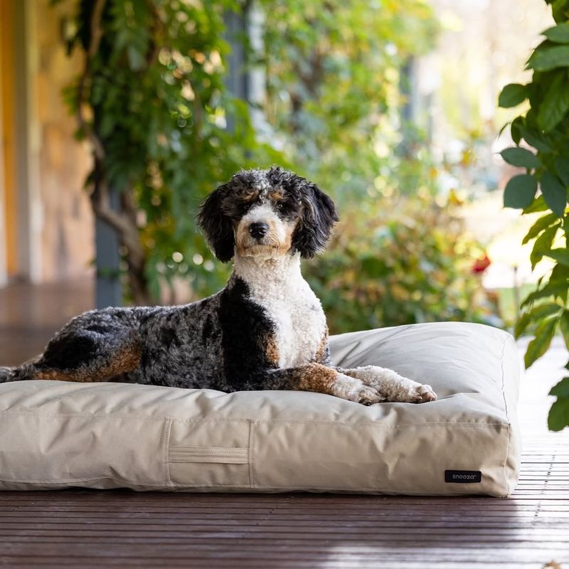 Keeping Pet Bedding Outdoors Too Long