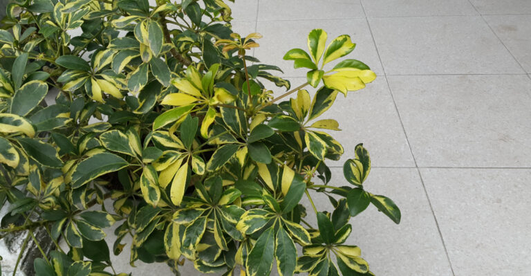 Keeping Schefflera Alive And Thriving Outdoors In Southern California