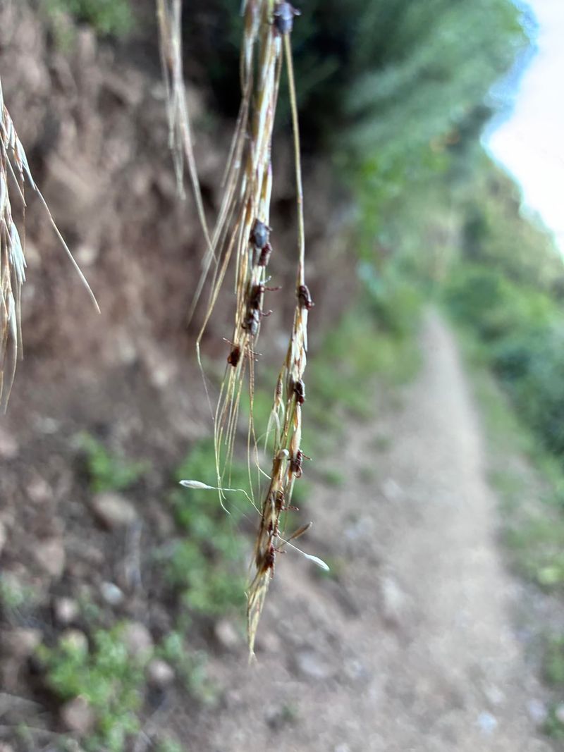 Keeping Tall Grass Near Drains Keeping Tall Grass Near Drains