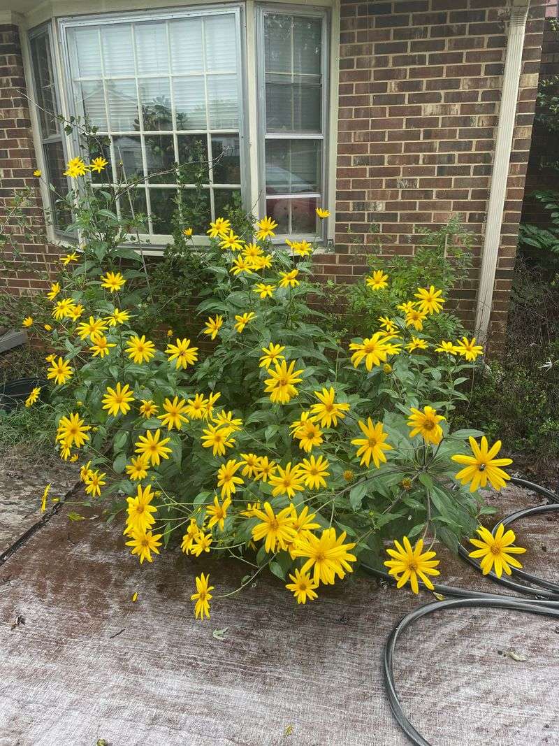 Keeping This Fast-Spreading Plant From Taking Over Your Yard