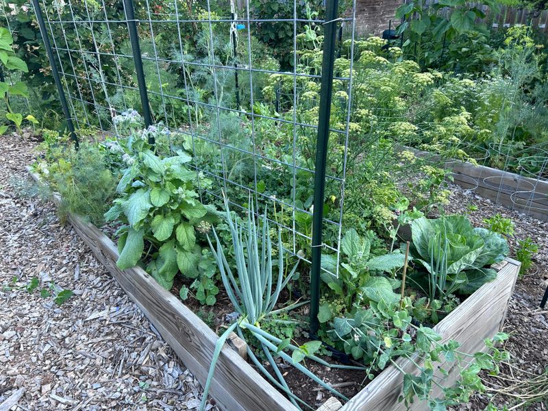 Keeping Tired Summer Plants Too Long Keeping Tired Summer Plants Too Long