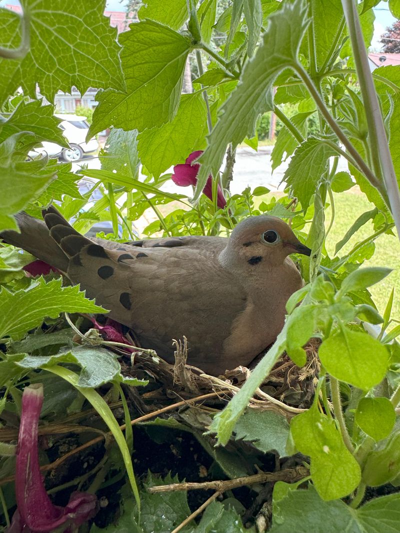 Keeping Your Distance Helps Protect The Nest Keeping Your Distance Helps Protect The Nest