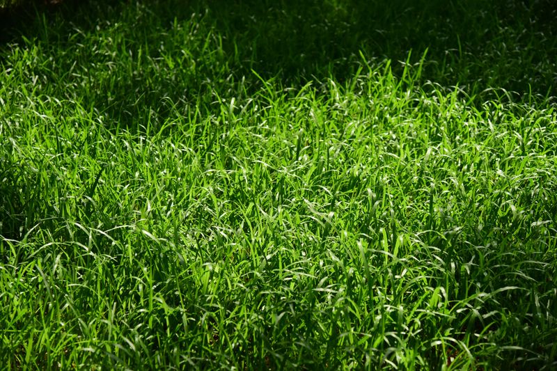 Kentucky Bluegrass Can Handle Summer Dormancy Kentucky Bluegrass Can Handle Summer Dormancy