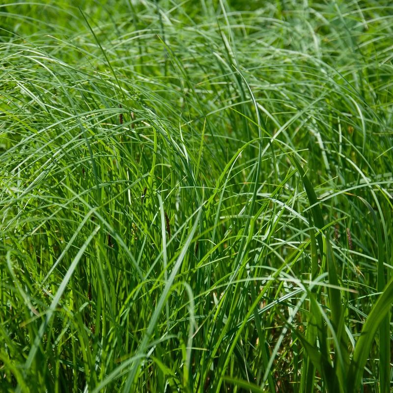 Kentucky Bluegrass Can Spread Into Thin Areas