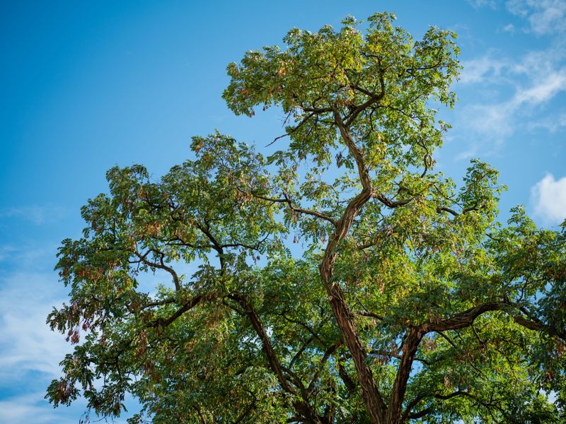 Kentucky Coffeetree Kentucky Coffeetree
