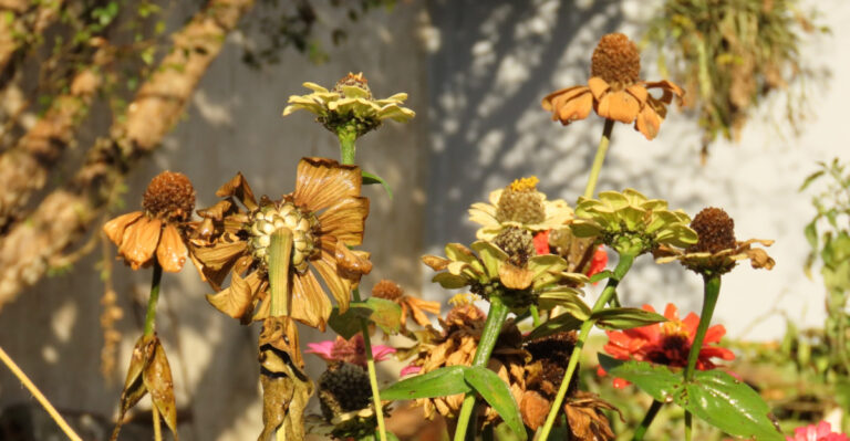 Kentucky Flower Beds Aren’t Thriving Because Of This Common July Watering Mistake