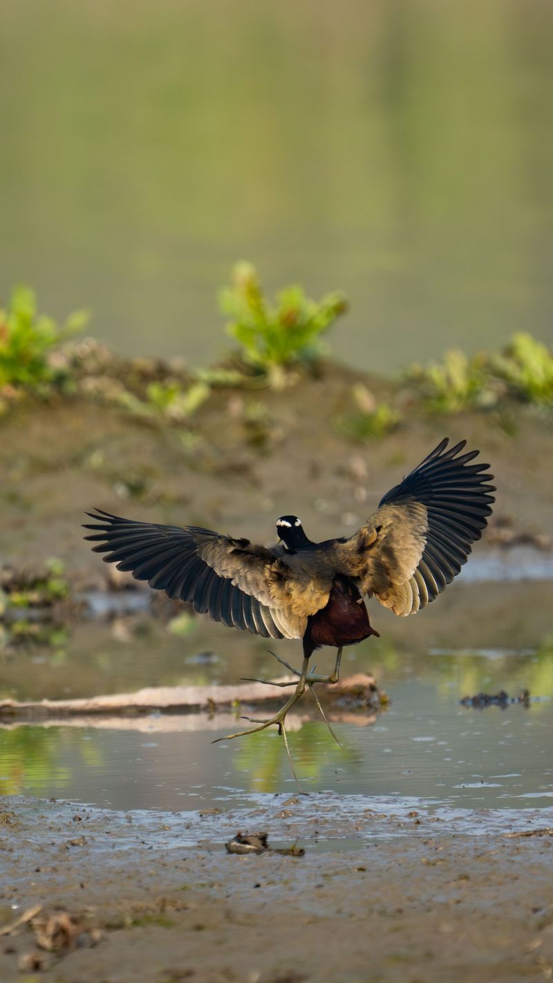 Key Features That Set This Bird Apart
