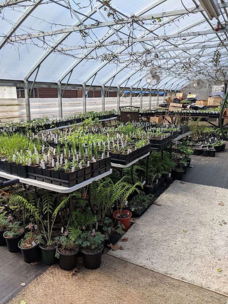 Keystone Wildflowers Serves Serious Plant Hunters