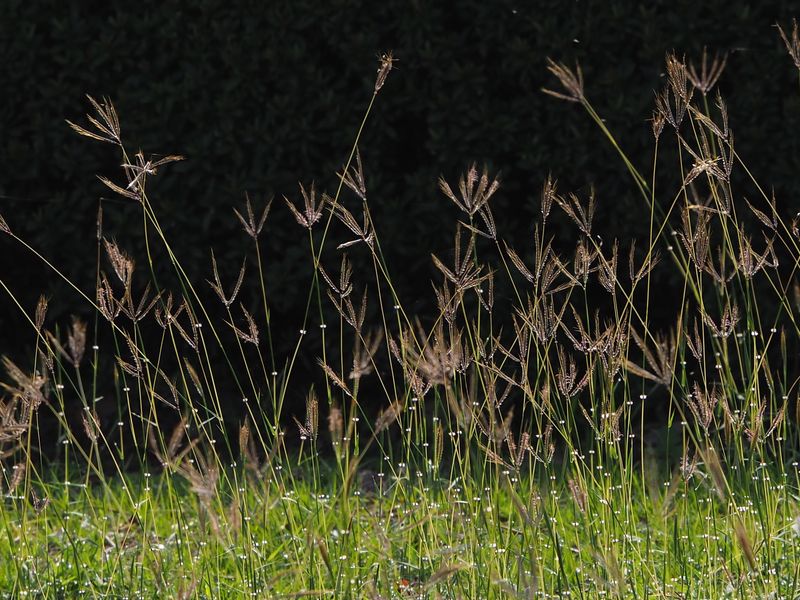 Kleberg Bluestem Can Look Very Similar Kleberg Bluestem Can Look Very Similar