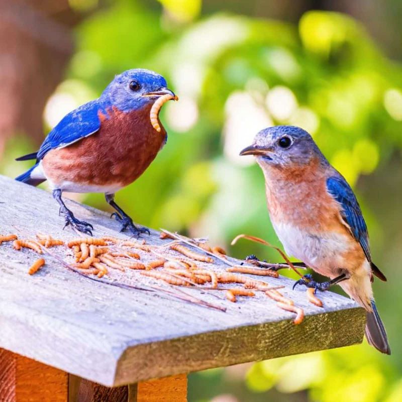 Know They Hunt Insects More Than Seeds Know They Hunt Insects More Than Seeds